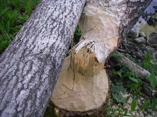 IMGP0378.JPG 